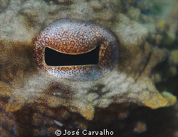Octopus eye - Nikkor 105mm. by José Carvalho 